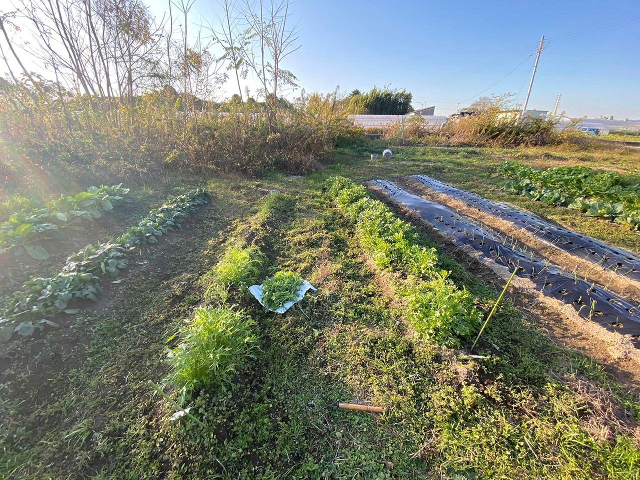共同運営の畑で収穫